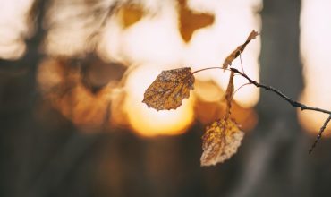 M’illumino d’autunno